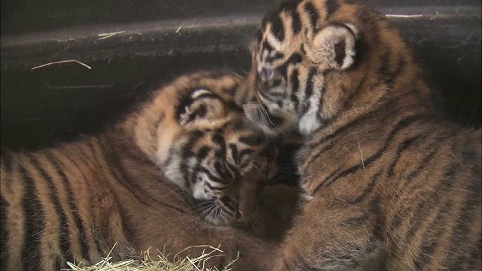 Wild Thai tiger cub footage sparks hope for endangered species
