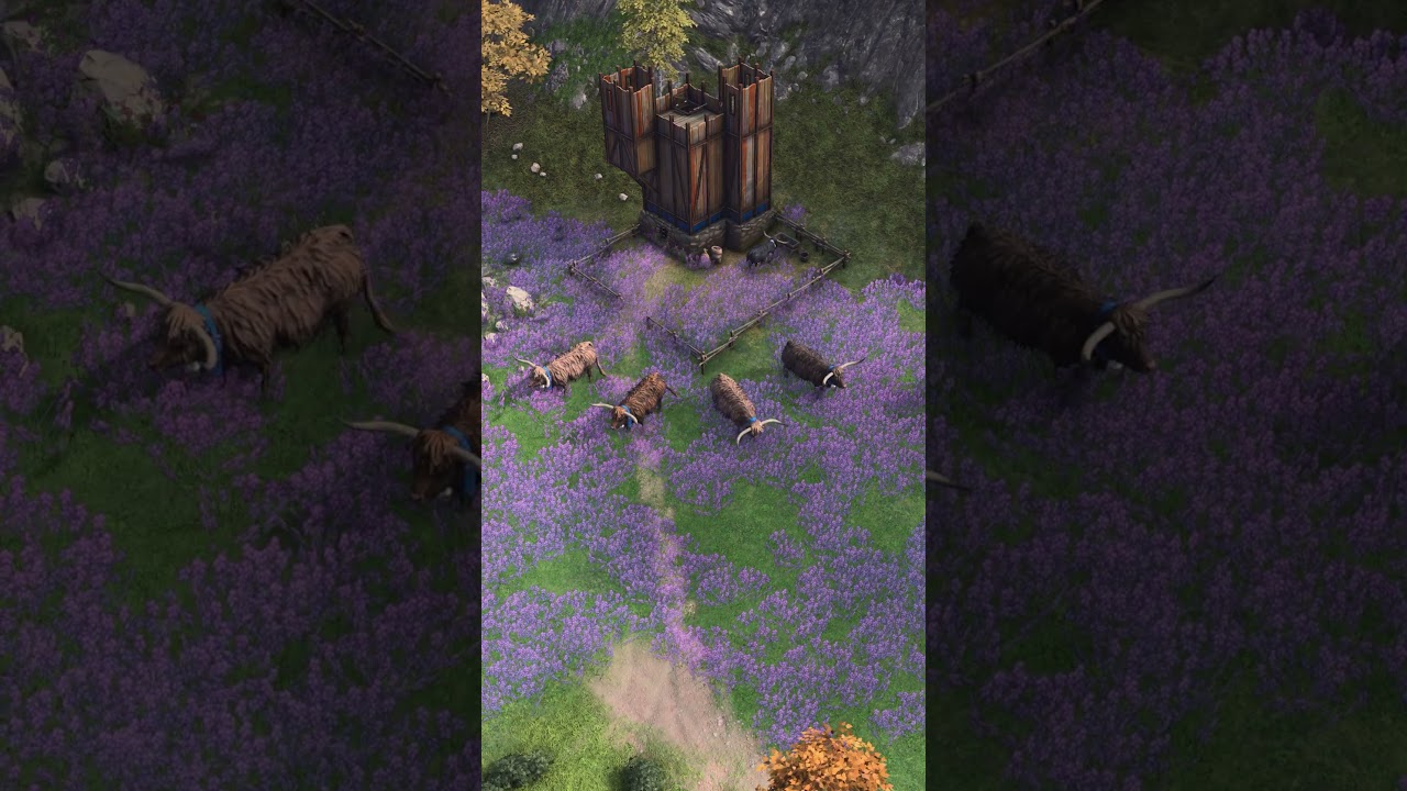 Hide your berry bushes, the Highland Cattle are here and ready to eat nearly anything!