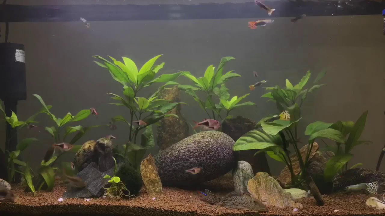 Mon aquarium avec du sable manado 