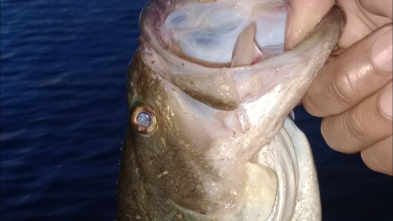 Another summer bass fishing vid