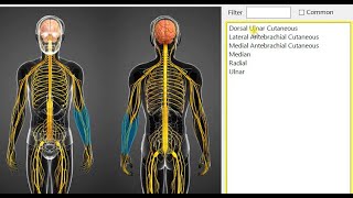 Anatomy Database Editor Tutorial