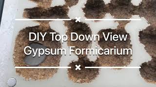 DIY Top Down View Ant Nest (Gypsum Formicarium)