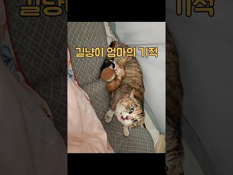 #<strong>animals</strong> #동물키우기 #동물