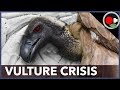 Thousands of vultures are dying in Africa and the solution seems simple