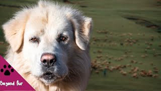 Ancient Italian  Livestock Guardian DogMaremma