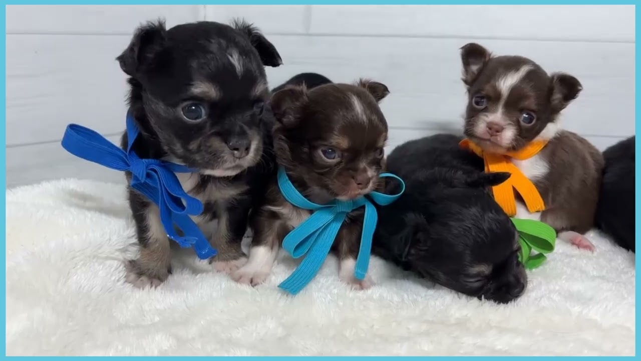 748313 チワワ（ロングコート） - YouTube