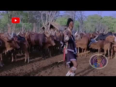 MAYIKUSAI TAZAMA VIDEO AKIWA KWENYE NG OMBE ZAKE 2024 