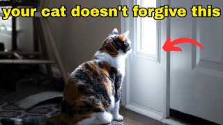 5 Things a Cat Will NEVER Forgive (#4 Will Shock You)