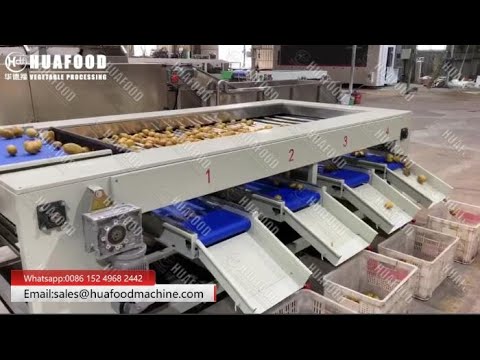 High Efficiency Potato Grading Sorting Machine For Sale - YouTube