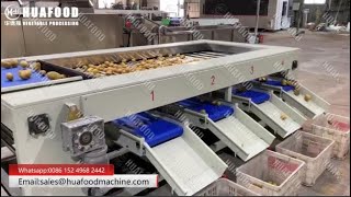 High Efficiency Potato Grading Sorting Machine For Sale
