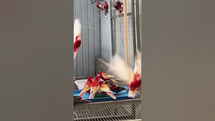 Macaw Parrot Takes Flight | Jangle Wings TV