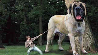 Most Heaviest Dog Ever That Lived On Earth