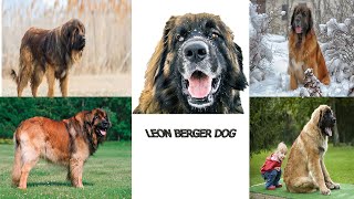 كل المعلومات عن الكلب الالماني  العملاق ليون بيرجر LEON BERGER DOG