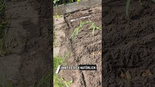 Trick gegen Schnecken #blumen #Garten #gemüseanbau #blumengarten #lifehack #pflanzentipps #schnecken