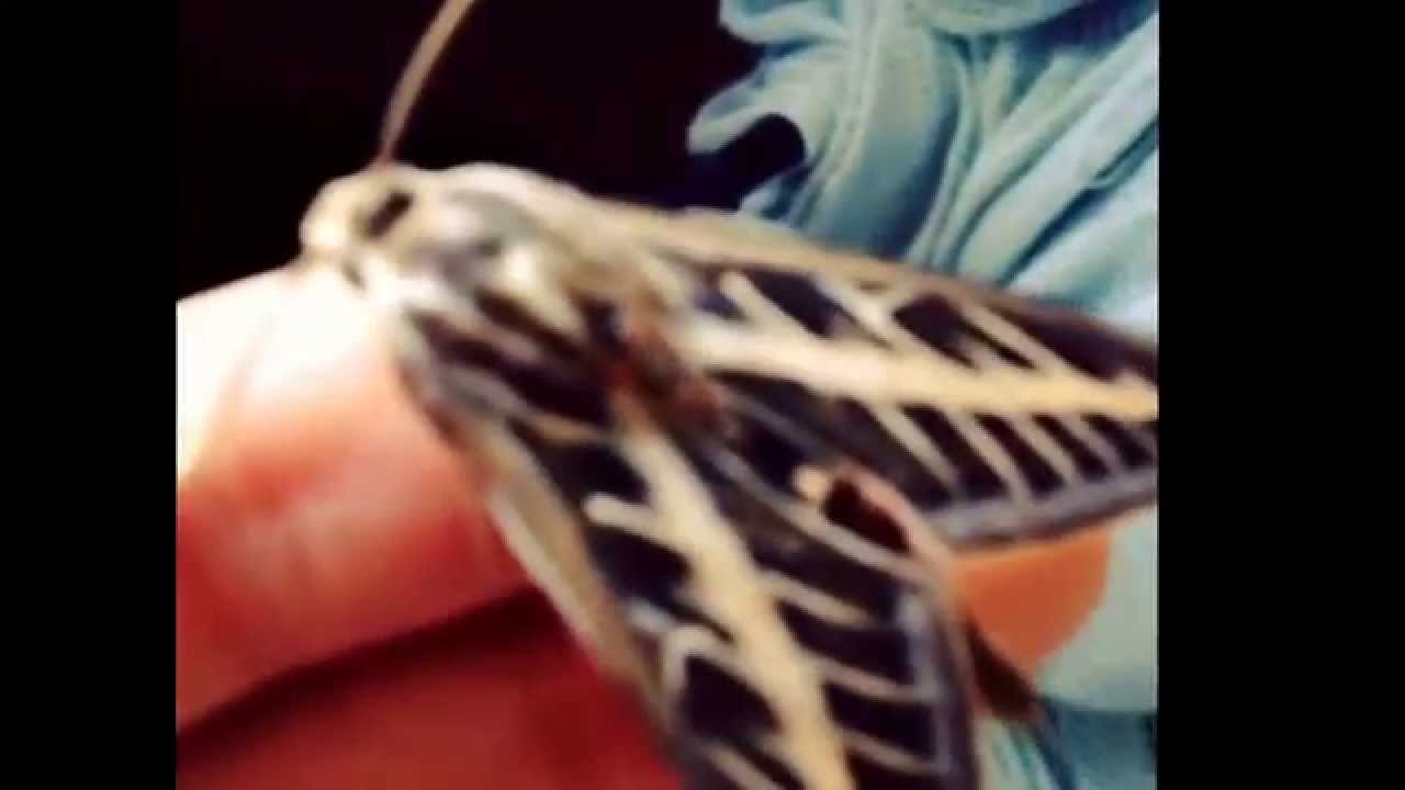 I discovered a moth in my room YouTube