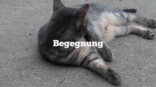 Begegnung mit grauer Katze * Entcounter with gray Cat in HD