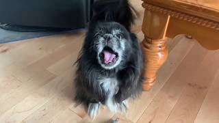 Pekingese Gets Angry