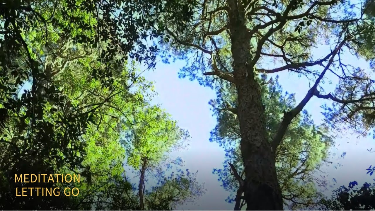 Daily Healing 10 Minute Meditation Letting Go - YouTube