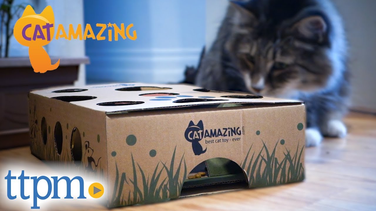 Cat Amazing from Cat Amazing