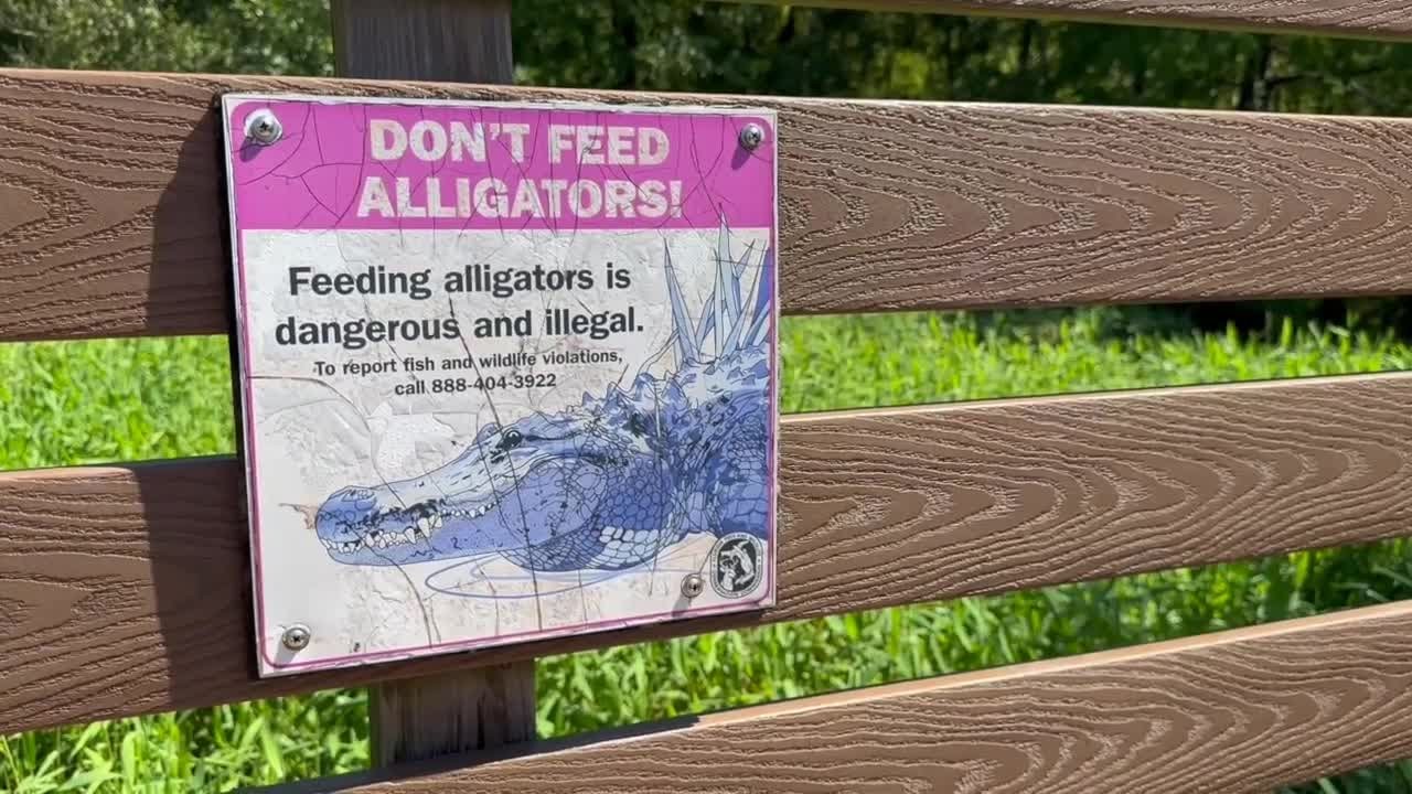Woman dragged into woods by 7-foot alligator in Collier County, report shows