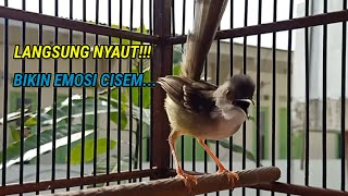 ciblek semi gacor, TARUNG ampuh bikin emosi ciblek semi jadi ikut bunyi