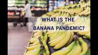 What is Panama disease affecting banana plants world wide? Are Indian bananas also under threat?