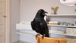 картинка: Заселил ворона в квартиру