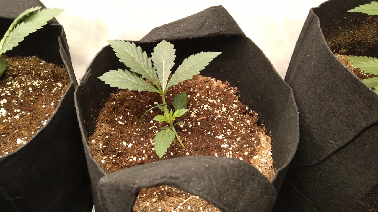 Blueberry Yum Yum marijuana