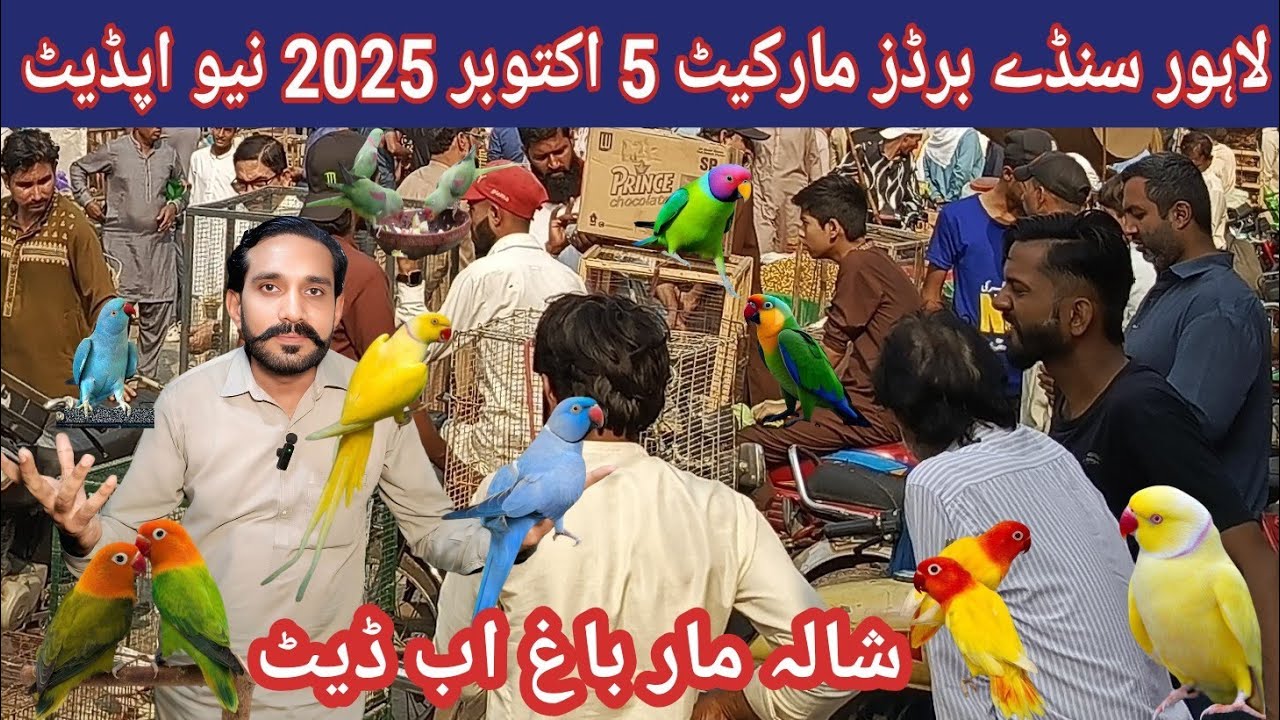 Lahore Sunday Bitds market 5 Oct 2025 new update / and sasta birds Bazaar@databirdsinfo 