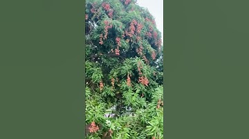 Amazing￼￼ lychee tree#florida#shortsviral#shorts