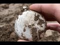 Коп по войне 2020. Metal Detecting WW2. War diggers. XP ORX