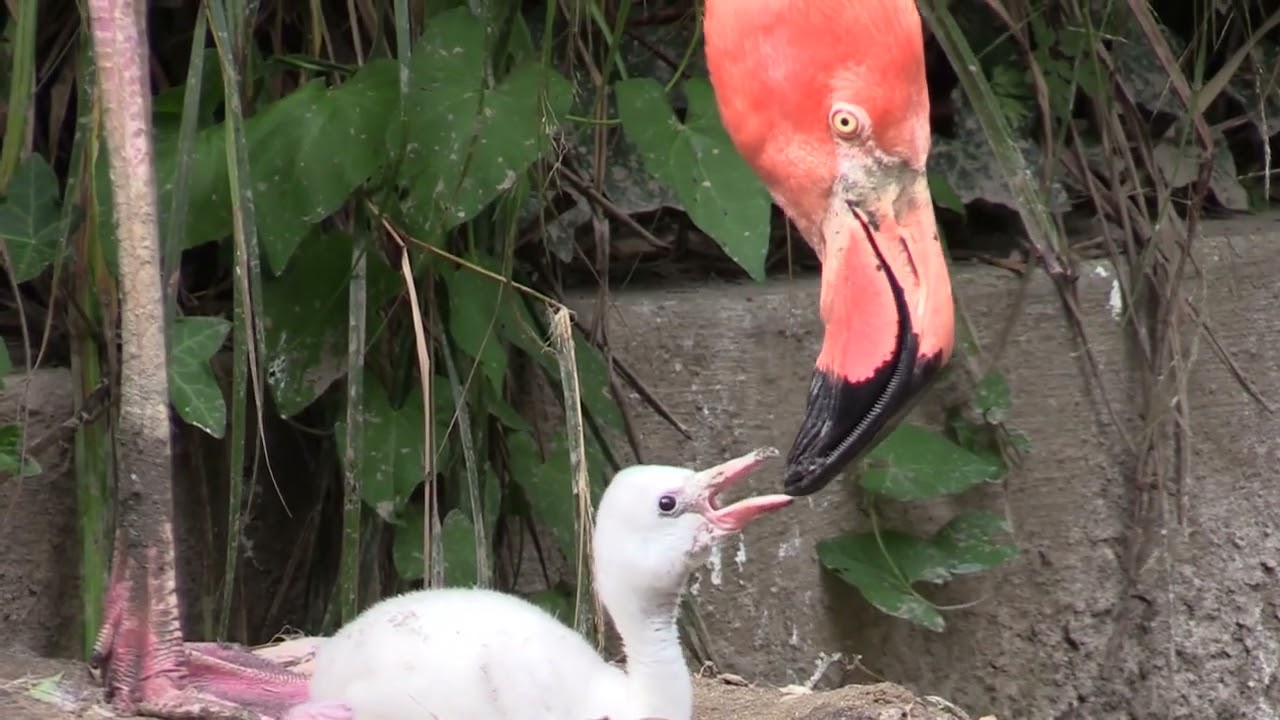 Flamingo Frankie's progress so far at Paradise Park in Hayle, Cornwall