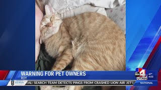 Roy Woman Warns Of Possible Cat Abuse
