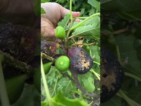 لست أدري ماذا أصاب ثمار أشجار التين أمر غريب