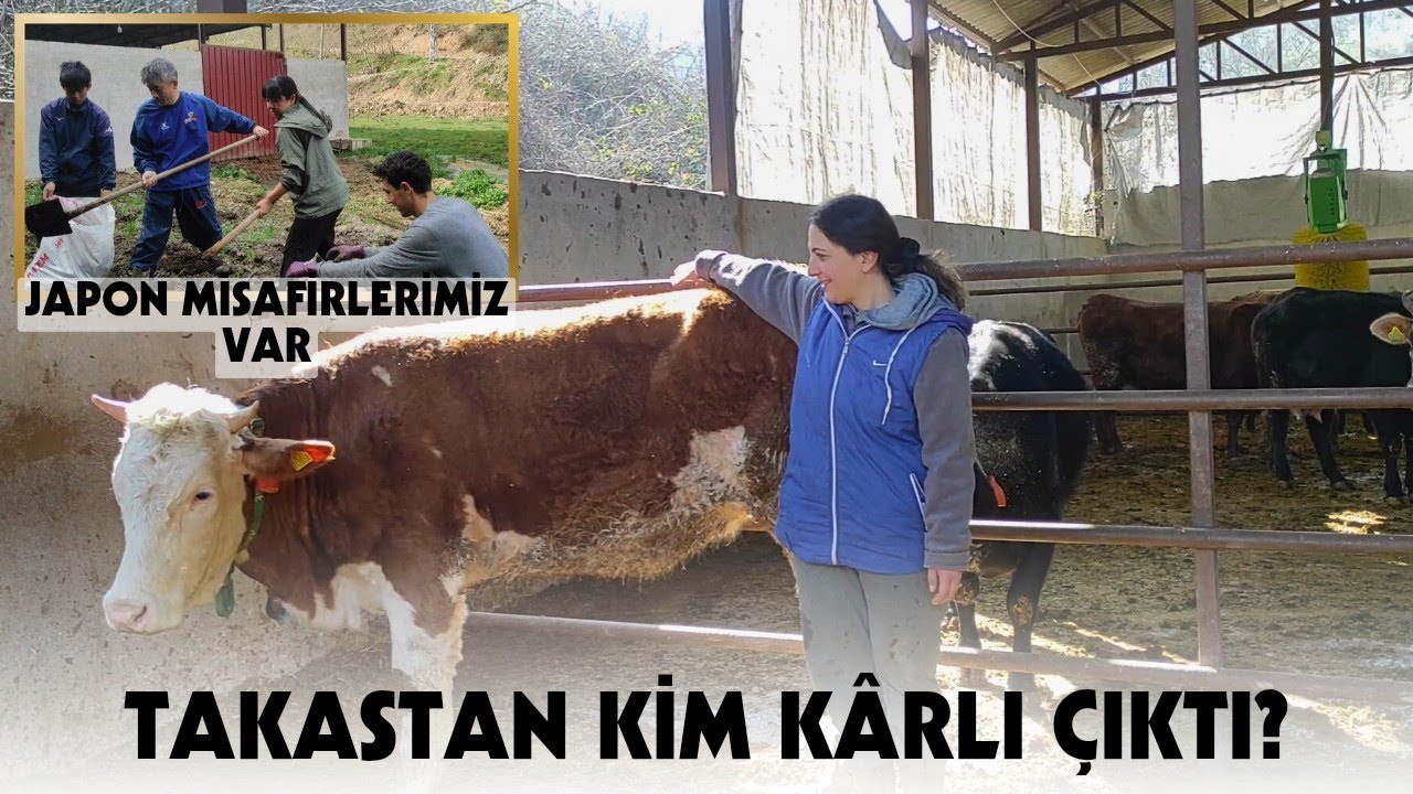 TARZAN'IN YERİNE GELEN SİMENTAL DÜVEMİZ | Japon Misafirlerimizle Ahırdayız