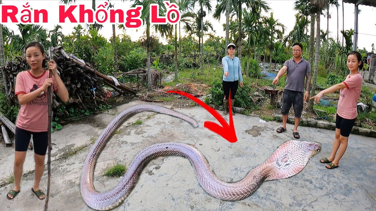 Cuộc Gọi Khẩn Cấp Của Hai Vợ Chồng Khi Phát Hiện 2 Con Rắn Hổ Mang Ẩn Lấp Trong Đống Gỗ