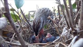 Begging Behaviour in Baby Birds