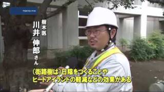 世田谷区のサクラを守れ！