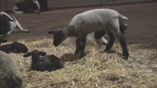 A Day At The La County Fair 2014