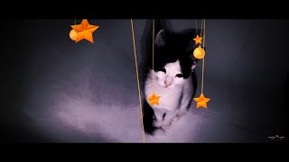 Our Funny kittens 2 * By Rico