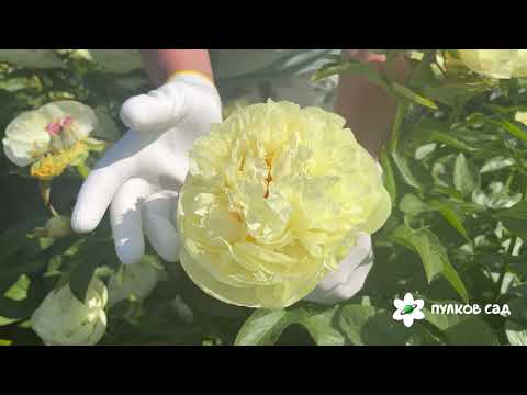 Lemon Chiffon peony. Лимон Шифон пион. Пулков сад