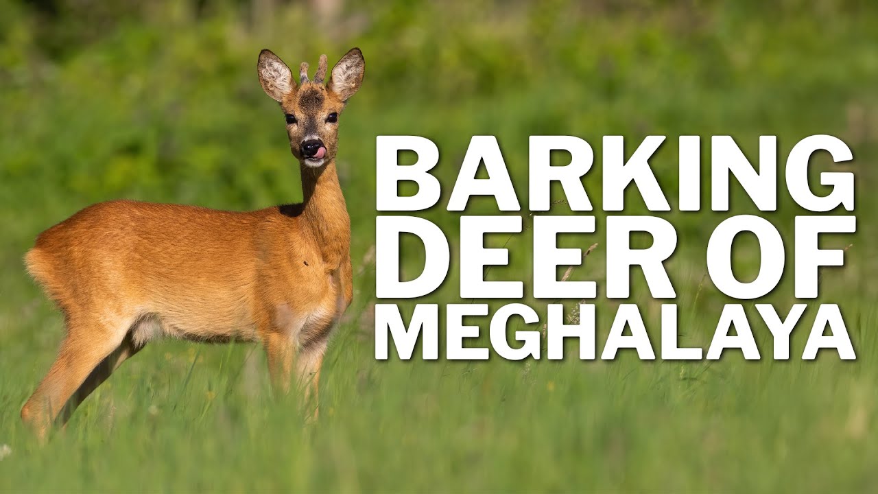 Barking Deer of Meghalaya