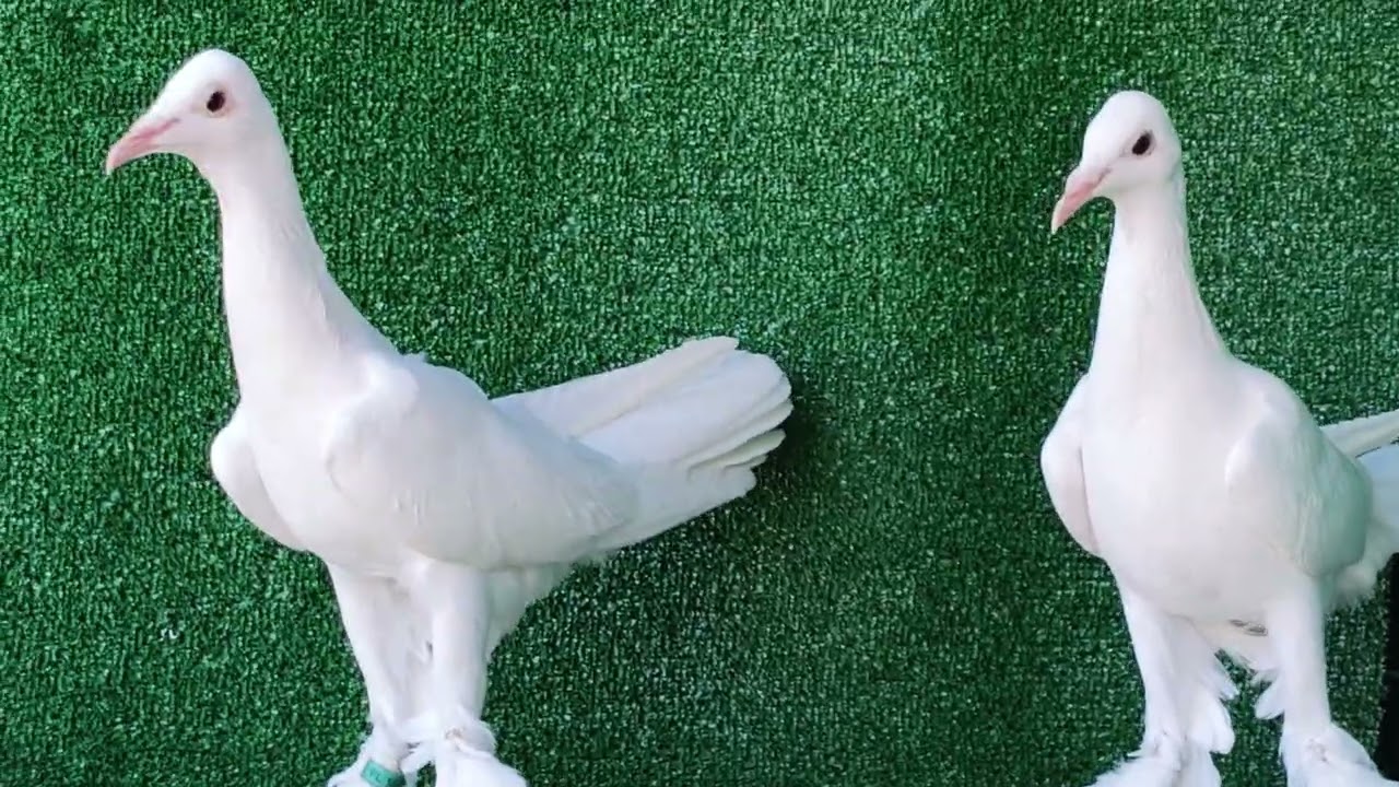 Facebook'ta İhalededir,