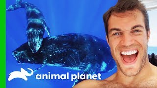 Dr. Evan Antin Swims With Incredible Humpback Whales In Tahiti | Evan Goes Wild