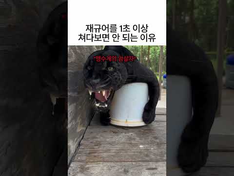 재규어를 1초 이상 눈 똑바로 쳐다보면 일어나는 일! 😱