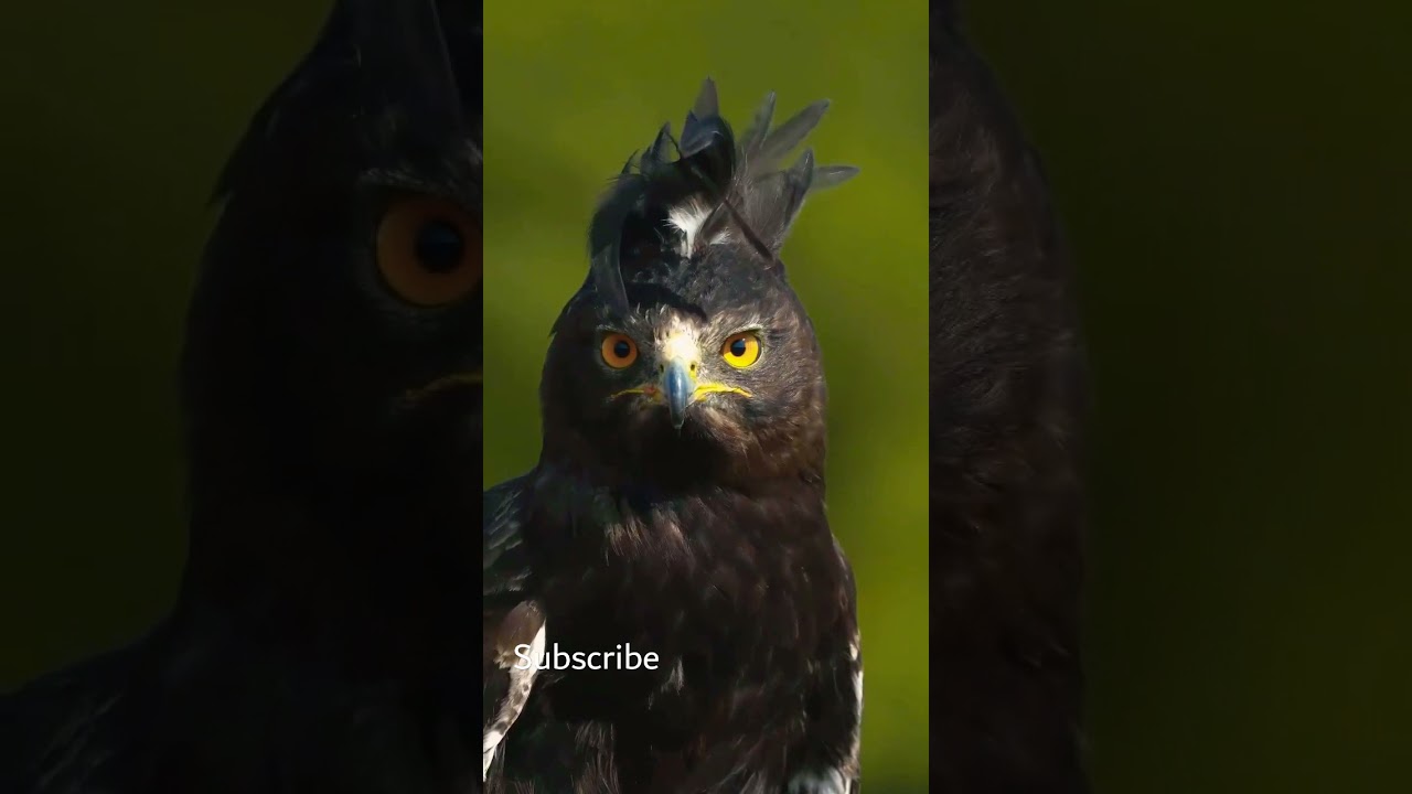 Long-Crested Eagle | The Badass Raptor | 