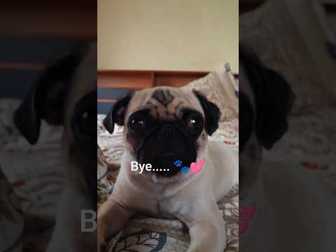 hiii 🐾#pug #dog #shorts