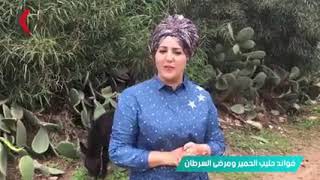 فوائد شرب حليب الحمير في الحكم الشرعي مع الدكتورة خولة  (جبن الحمير أغلى سعر في العالم)