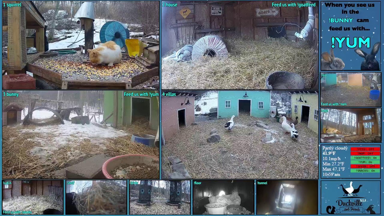 FREE DAILY FEED - Relax with ducks, goats, pups, squirrels, bunnies and other animals!