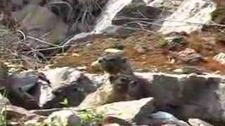 Marmots of British Columbia